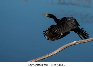 Red Eye Reed Cormorant In Flight With Wings Spread Over A Lake River  Looking For Food In A Nature Reserve In South Africa 