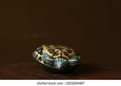 Red Eye Slider Back Photo Trying Hard To Turn Around