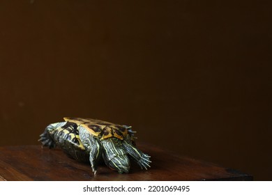 Red Eye Slider Back Photo Trying Hard To Turn Around