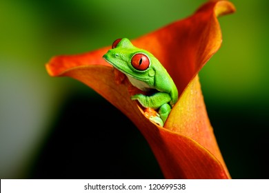 Red Eye Tree Frog In An Exotic Plant