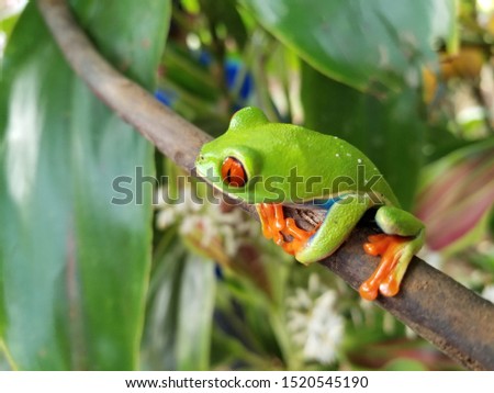 Red Eye Tree Frog on a leaf, Costa Rica 