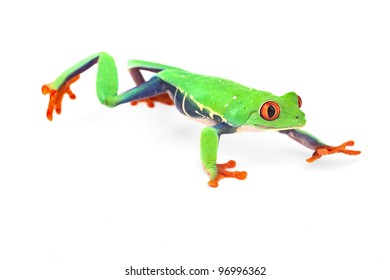 22,994 Red eye frog Images, Stock Photos & Vectors | Shutterstock