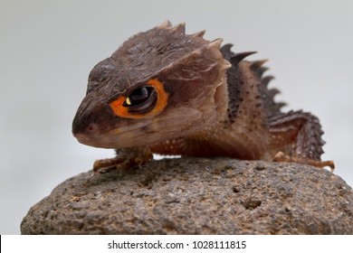 red eyed crocodile skink full grown