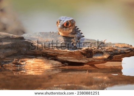 Red Eyed Crocodile Skink (Tribolonotus gracilis), animal closeup	