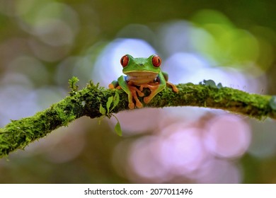 Red eyed frog, Agalychnis callidryas a arboreal hylid native to tropical rainforests in Central America in panama and costa rica . Mistakenly also called the Green Tree Frog 