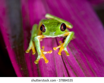 purple red eyed tree frog