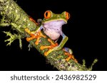Red eyed leaf Frog (Agalychnis callidryas) climbing on brach of tree in tropical rainforest setting . Wildlife scene of nature in Central America.