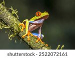 Red eyed leaf Frog (Agalychnis callidryas) climbing on brach of tree in tropical rainforest setting . Wildlife scene of nature in Central America.