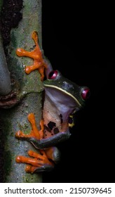 Red Eyed Leaf Frog. Bribri, Costa Rica. 20 - 03 - 2022