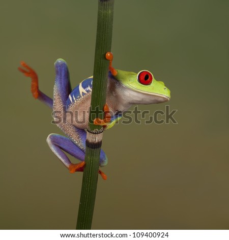 Red Eyed Maki streching his leg
