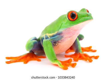 Red eyed monkey tree frog, a tropical animal from the rain forest in Costa Rica isolated on white background. This amphibian is an endangered species and needs nature conservation.