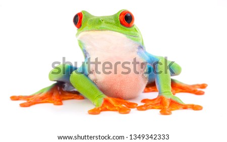 Red eyed monkey tree frog, Agalychnis callydrias. A tropical rain forest animal with vibrant eye isolated on a white background.
