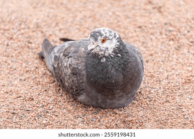 Red eyed pigeon. Pigeon resting. High quality photo - Powered by Shutterstock