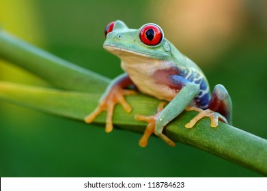 Red Eyed Tree Frog