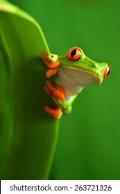 Red Eyed Tree Frog