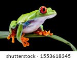 Red Eyed Tree Frog,  Agalychnis Callidryas, on a Leaf with Black Background