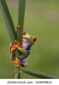 Red eyed tree frog (Agalychnis Callidryas) looking very surprised into the camera and holding steadily which looks funny