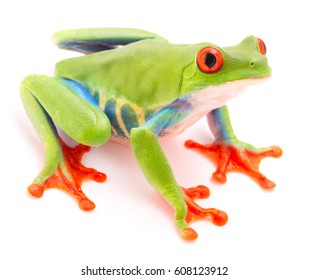 Red Eyed Tree Frog, Agalychnis Callydrias. A Tropical Rain Forest Animal Isolated On A White Background.
