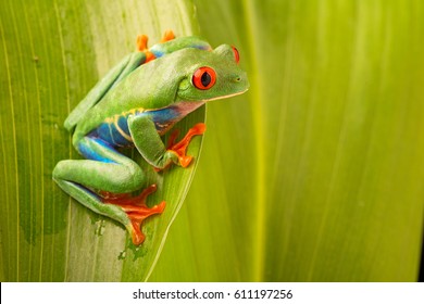 red eyed tree frog, Agalychnis callydrias. A vivid amphibian from the rain forest of central America. An animal with vibrant eye.