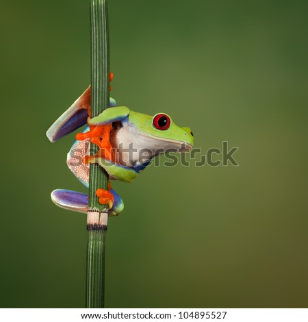 Red eyed tree frog (Agalychnis Callidryas) looking around