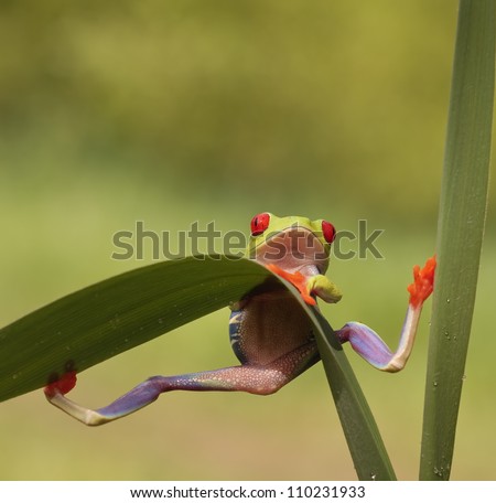 Red eyed tree frog (Agalychnis Callidryas) looking very surprised into the camera and holding steadily which looks funny