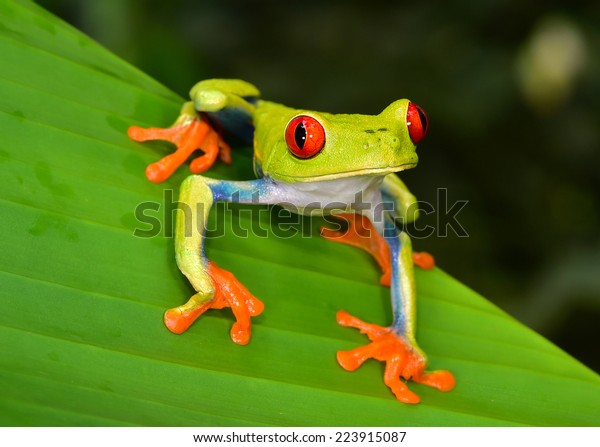 パナマとコスタリカの熱帯雨林原産の赤い目のカエルまたはアガリクニス カリドライア Green Tree Frog By Green Color 緑のカエル とも呼ばれ 赤い目 青い側面 オレンジの手が目立つ の写真素材 今すぐ編集
