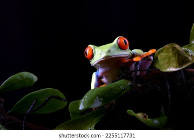 Red eyed tree frog in the bush - Shutterstock ID 2255117731
