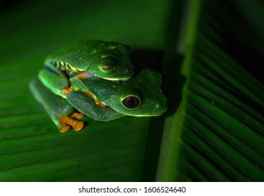 Royalty Free Frogs Mating Stock Images Photos Vectors