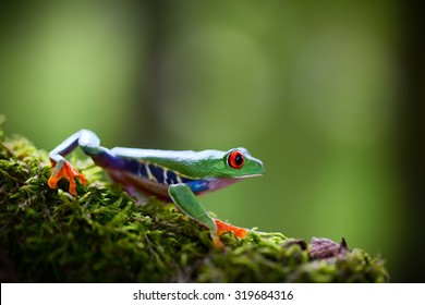 Red Eyed Tree Frog Costa Rica Tropical Rain Forest Animal, Exotic Treefrog