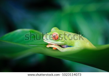 Red Eyed Tree Frog, Costa Rica, Caribbean Coast, Central America