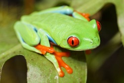 Red Eyed Tree Frog Crawling Between Leafs In Jungle At Border Of Panama And Costa Rica In The Tropical Rain-forest, Cute Night Animal With Vivid Colors