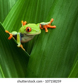 Red Eyed Tree Frog Crawling Between Leafs In Jungle At Border Of Panama And Costa Rica In The Tropical Rainforest, Cute Night Animal With Vivid Colors, Agalychnis Callidryas