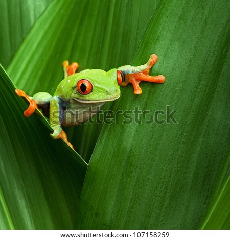 red eyed tree frog crawling between leafs in jungle at border of Panama and Costa Rica in the tropical rainforest, cute night animal with vivid colors, agalychnis callidryas