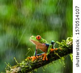 Red eyed tree frog during rain 