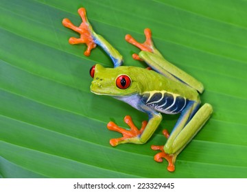 파나마, 코스타리카의 중미 열대 우림이 서식하는 붉은 눈의 나무 개구리, 화려한 잎 개구리 또는 아가리키니스는 아보리얼 히라이드 서리로서 그린트리 개구리라고 잘못 불렀어요 