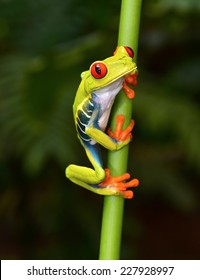 the red eyed tree frog or gaudy leaf frog or Agalychnis callidryas is a arboreal hylid native to tropical rainforests in Central America commonly panama and costa rica . 