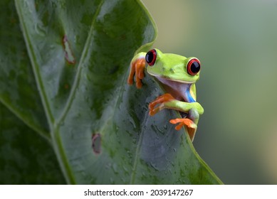 Red Eyed Tree Frog Hanging On Anthurium Leaf