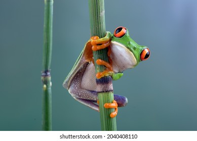 a red -eyed tree frog hanging on bamboo tree