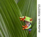 red eyed tree frog hiding in green background leafs Agalychnis callydrias exotic amphibian macro treefrog  Costa Rica curious tropical rain forest animal copyspace Panama or terrarium