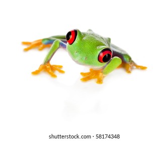 Red Eyed Tree Frog Isolated On White