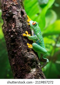 Red - Eyed Tree Frog. (Latin Agalychnis Callidryas).
 This Is One Of The Most Beautiful Frogs. The Eyes Are Large, The Pupils Are Vertical. The Fingers Are Short, With Thick Pads On Which There Are Su