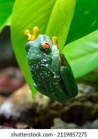 Red - Eyed Tree Frog. (Latin Agalychnis Callidryas).
 This Is One Of The Most Beautiful Frogs. The Eyes Are Large, The Pupils Are Vertical. The Fingers Are Short, With Thick Pads On Which There Are Su