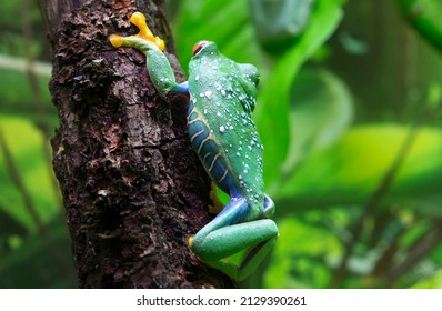 Red - Eyed Tree Frog (Latin Agalychnis Callidryas)
 This Is One Of The Most Beautiful Frogs. The Eyes Are Large, The Pupils Are Vertical. The Fingers Are Short, With Thick Pads On Which There Are Suct