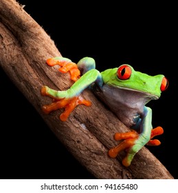 Red Eyed Tree Frog At Night In Tropical Rainforest Treefrog Agalychnis Callydrias In Jungle Costa Rica Bright Vivid Colors Beautiful Exotic Rain Forest Animal