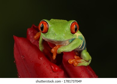 red eyed tree frog on red tulip - Shutterstock ID 1781737049