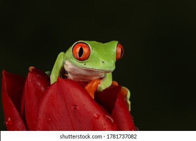 red eyed tree frog on red tulip - Shutterstock ID 1781737082