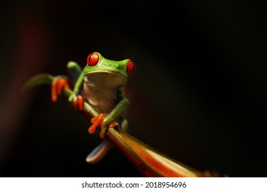 Red eyed tree frog on flower at border of Panama and Costa Rica in the tropical rainforest, cute night animal with vivid colors and big eye, agalychnis callidryas 
