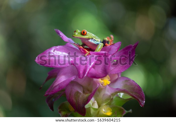 purple red eyed tree frog