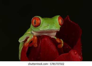 red eyed tree frog sat on a red tulip - Shutterstock ID 1781737322