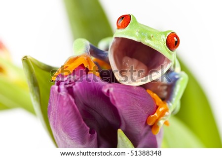 Red eyed tree frog sitting on flower